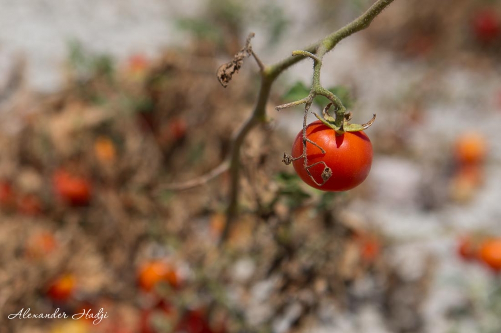 Things to do in Santorini tomatoes